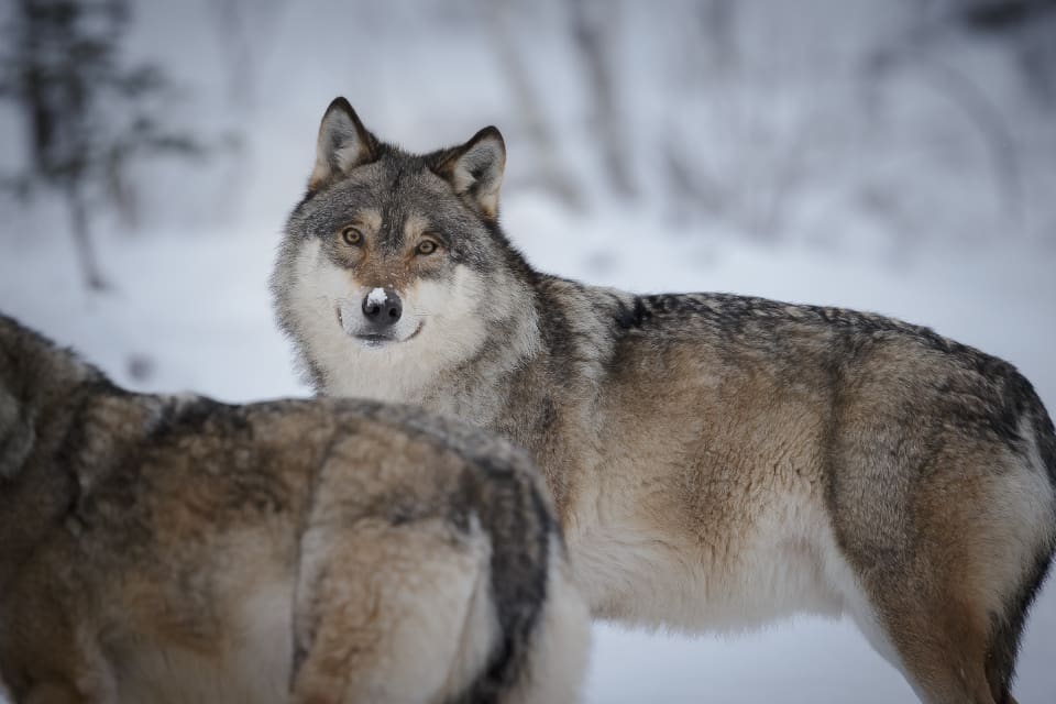 Hägnägaren har sagt till länsstyrelsen att de båda djuren är wolfdogs, alltså varghybrider. (Arkivbild)