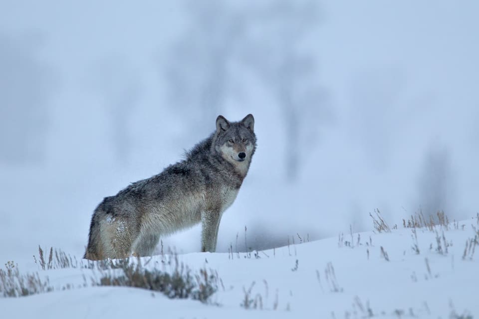 Myndigheterna hoppas att den nyinträttade patrullen, som består av polis och jakt- och fiskeövervakare, ska öka kunskapen om omfattningen av det illegala dödandet av varg i östra Finland.