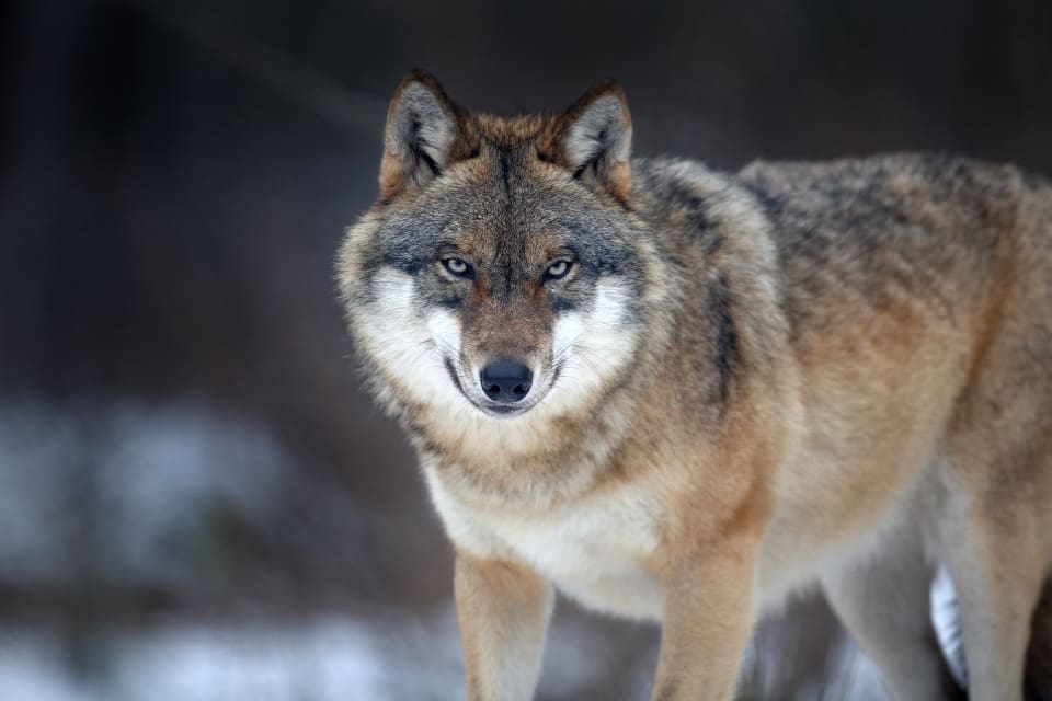 Norska klimat- och miljödepartementet har stoppat licensjakten på varg i Mangen- respektive Rømskogreviret i vargzonen.