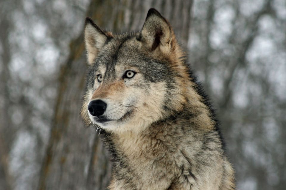 – Vad jag kan dra mig till minnes är det första gången som vi har fått en skyddsjaktsansökan från en kommun, säger Joel Isensköld på länsstyrelsen i Gävleborgs län.