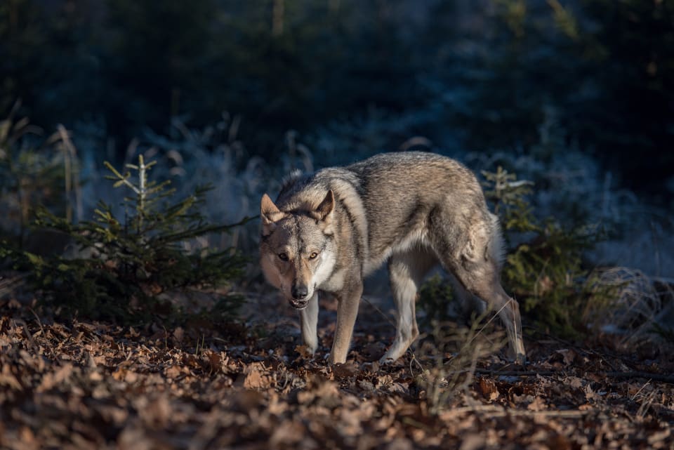 Länsstyrelsen i Dalarnas läns samlade bedömning är att risken för vargangrepp på hundar inte är högre i Norrsjöreviret än i andra vargrevir.