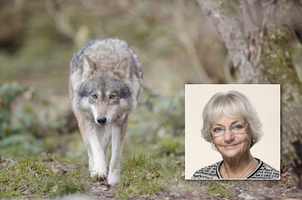 Pia Kjærsgaard, Dansk Folkepartis djurskyddspolitiska talesperson, vill veta om det går att få till stånd en vargreglering i Danmark.