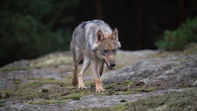 Ordförande för Niedersachsens Landesjägerschaft vill att reglerna för skyddsjakt på varg ändras.