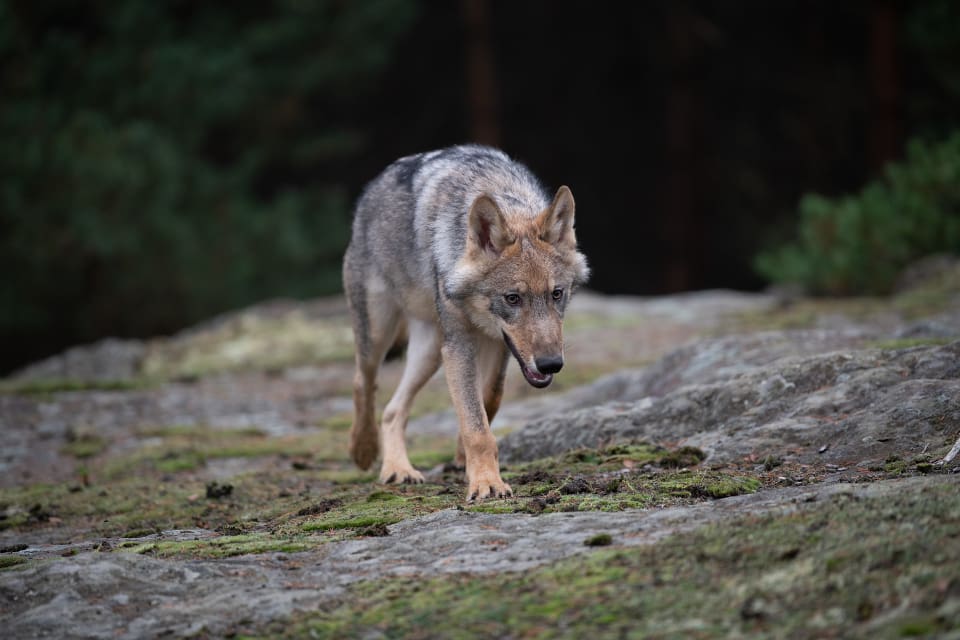 Ordförande för Niedersachsens Landesjägerschaft vill att reglerna för skyddsjakt på varg ändras.