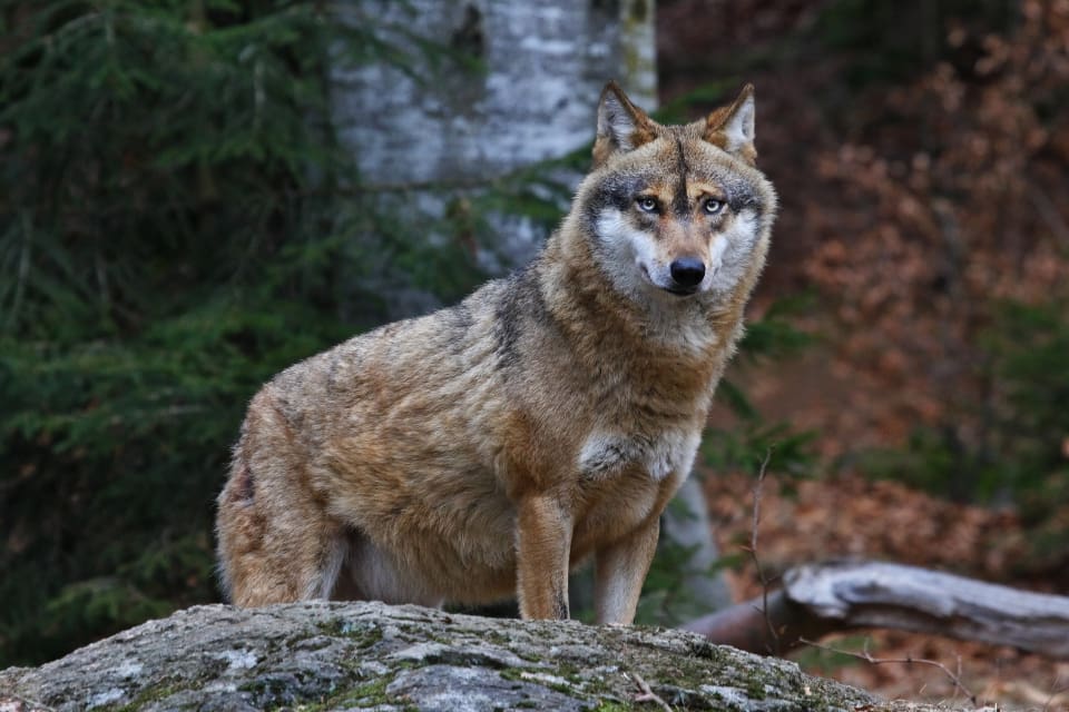 Vargen har vid flera tillfällen befunnit sig på ett avstånd närmare än 30 meter från människor och inte låtit sig skrämmas bort. (arkivbild)