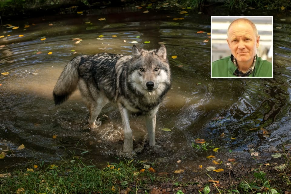 Vargen som hittades vid en sjö dog till följd av vätska i lungorna, visar obduktionen som utfördes av biträdande statsveterinär Henrik Uhlhorn vid SVA.