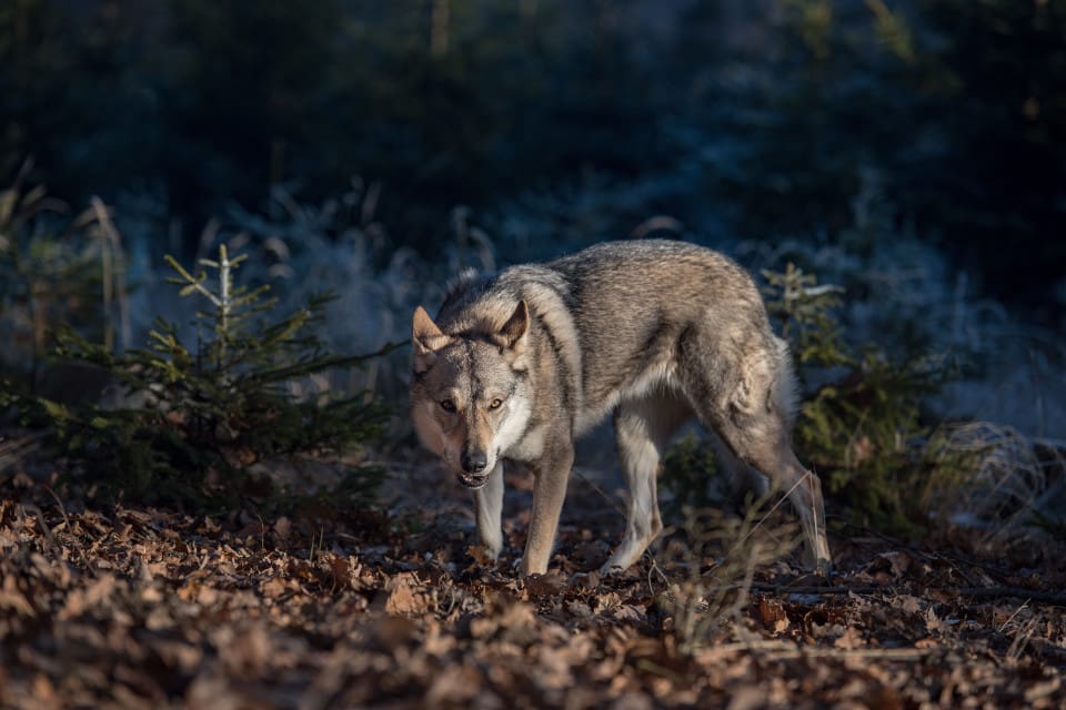 Även om tre av de finsk-ryska vargarna har fått valpar med skandinaviska vargar under utvärderingsperioden, så har ingen av invandrarna fått barnbarn än.