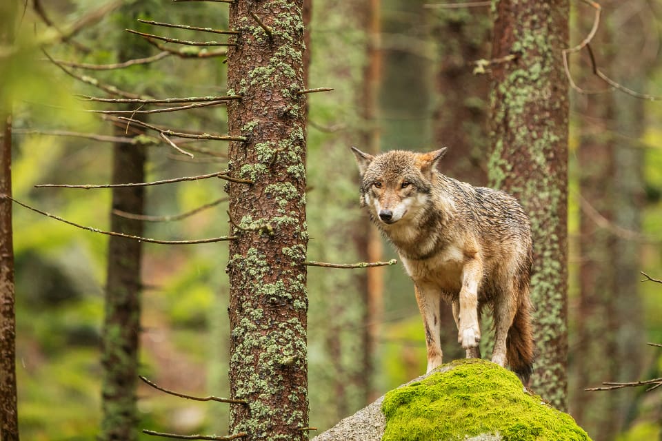 I Askersundsområdet finns ett vargrevir – Tivedenreviret.