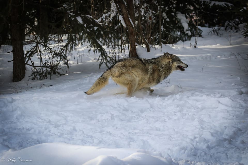 Länsstyrelsen i Jämtlands län vill att Högsta förvaltningsdomstolen ska klarlägga förutsättningarna för att kunna bevilja skyddsjakt på varg.