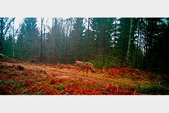En varg har fotograferats av skånska länsstyrelsens viltövervakningskameror.