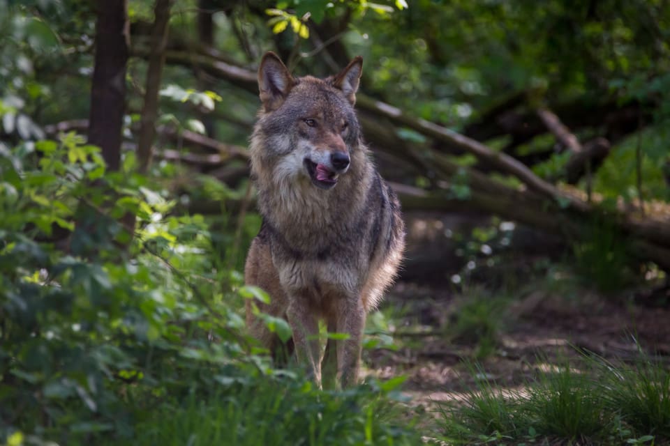 Den tyska naturskyddsmyndigheten ansåg det för svårt att försöka fånga in vargtiken. Man ville heller inte låta henne föda och sedan avliva valparna. (arkivbild)