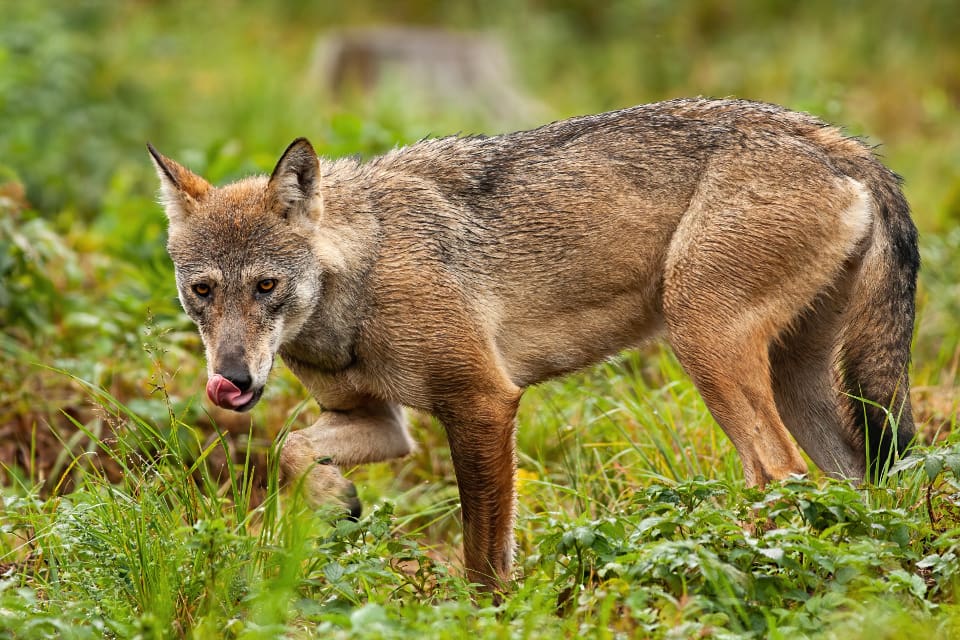 Länsstyrelsen varnar djurägare i Vaggeryds, Värnamo, Gnosjö och Gislaveds kommuner för att fler vargangrepp på får kan äga rum.