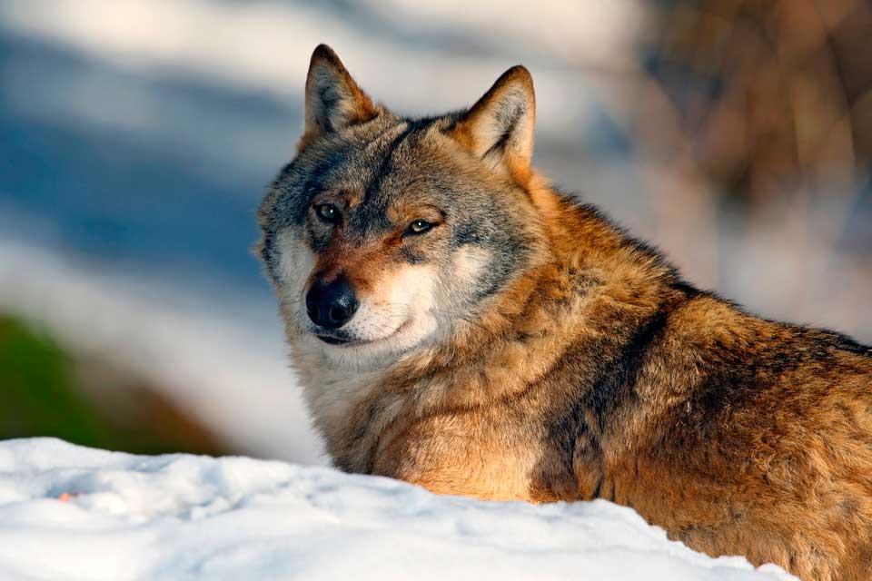 Att lyckas med skyddsjakt på varg är svårt, konstaterar ATL. Det bör kunna räcka med ett angrepp för att bevilja skyddsjakt, anser Naturvårdsverket.