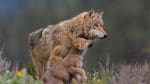 U.S. Fish and Wildlife Service uppskattar att det finns 5 500 vargar i de 48 delstaterna mellan Kanada och Mexiko. Nu ska deras federala artskydd avskaffas.