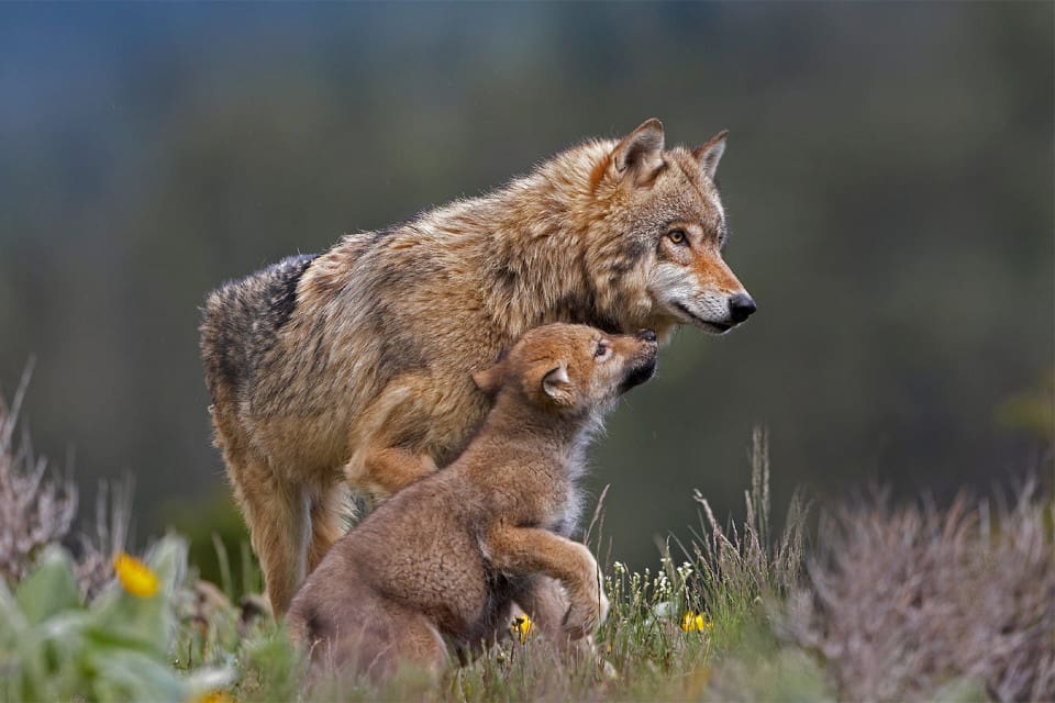 U.S. Fish and Wildlife Service uppskattar att det finns 5 500 vargar i de 48 delstaterna mellan Kanada och Mexiko. Nu ska deras federala artskydd avskaffas.