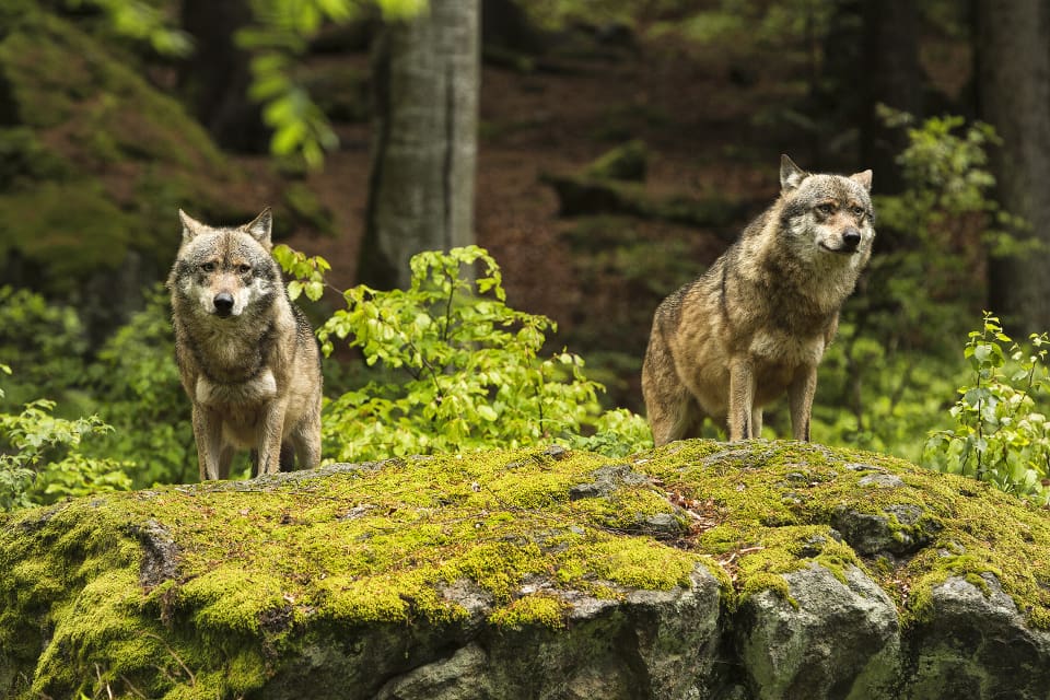 Nordulv begär att skyddsjakten på ett vargpar i Bollnäs kommun ska stoppas omedelbart.
