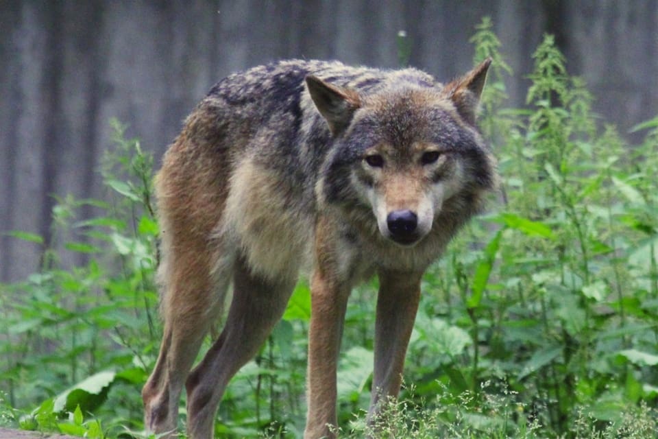 Kammarrätten anser att länsstyrelsen borde ha motiverat sitt beslut, om skyddsjakt på en varg i Långbogenreviret, bättre.
