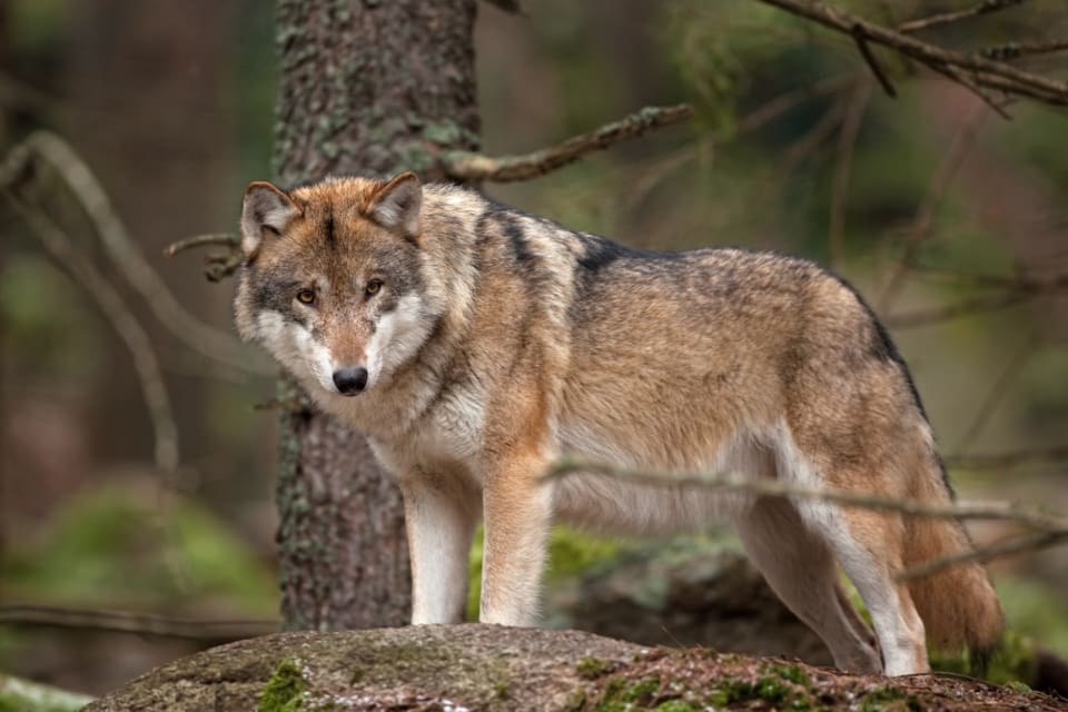 Varg är det fredade rovdjur som dödar och skadar flest tamdjur och hundar, men det är lodjur som utför flest angrepp.