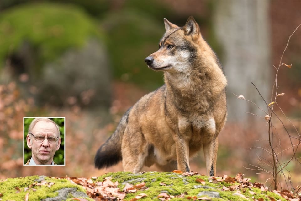 – Nu kan de visa om de står på medborgarnas eller vargarnas sida, säger Henrik Tågmark, vice förbundsbas i JRF. Han uppmanar länsstyrelserna att vägra peka ut var det kan sättas ut flyttvargar.