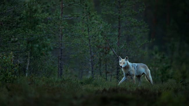 Länsstyrelsen i Västra Götaland kommer att besöka områden med vargförekomst – även på kvällar, nätter och helgdagar – för att kontrollera att inget olagligt sker.