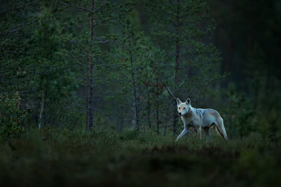 Länsstyrelsen i Västra Götaland kommer att besöka områden med vargförekomst – även på kvällar, nätter och helgdagar – för att kontrollera att inget olagligt sker.