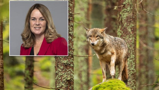 – Nu lägger vi förslag på att skapa en bättre rovdjursförvaltning i områden med många rovdjur, säger landsbygdsminister Jennie Nilsson.