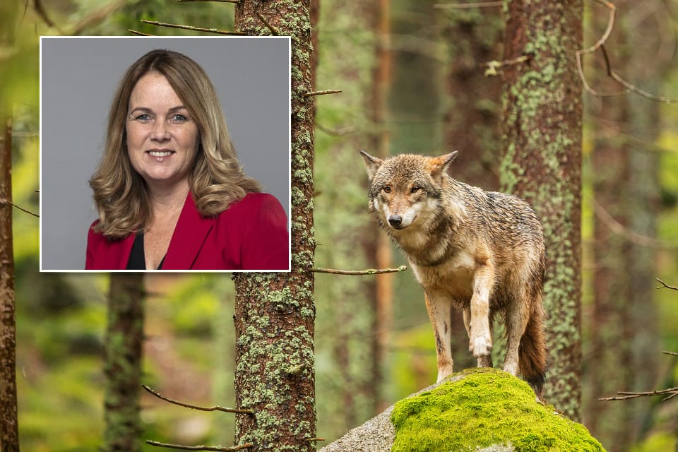 – Nu lägger vi förslag på att skapa en bättre rovdjursförvaltning i områden med många rovdjur, säger landsbygdsminister Jennie Nilsson.