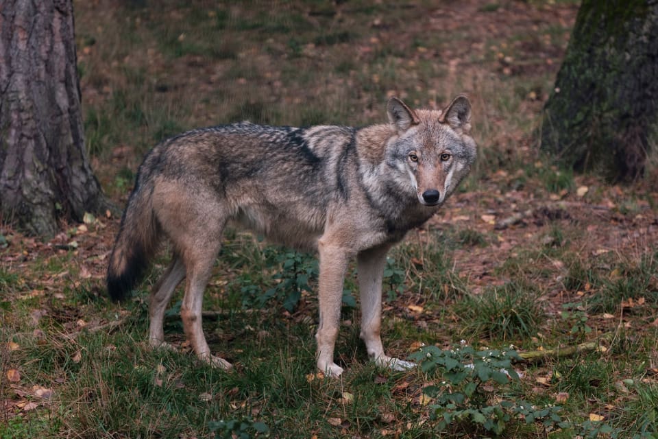 EU satsar mer på att bevara karismatiska och populära arter som varg och björn än på att rädda allvarligt hotade arter, visar en ny studie.