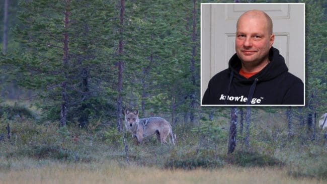 – Rösterna som tar vargen i försvar i nyheterna blir fler och starkare, säger den finska forskaren Aku Ahlholm.