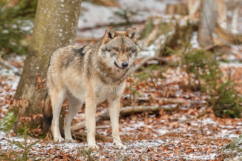 Elgå-vargen har blivit en följetong i Norge. Till dags dato har förflyttningar av individen som anses speciellt genetiskt värdefull kostat skattebetalarna 600 000 kronor.