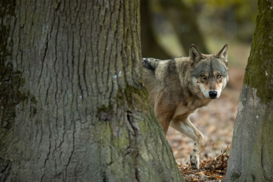 Det finska forskningsprojektet har resulterat i en ny metod som bland annat gör det lättare att genetiskt skilja på varg och hybrider.