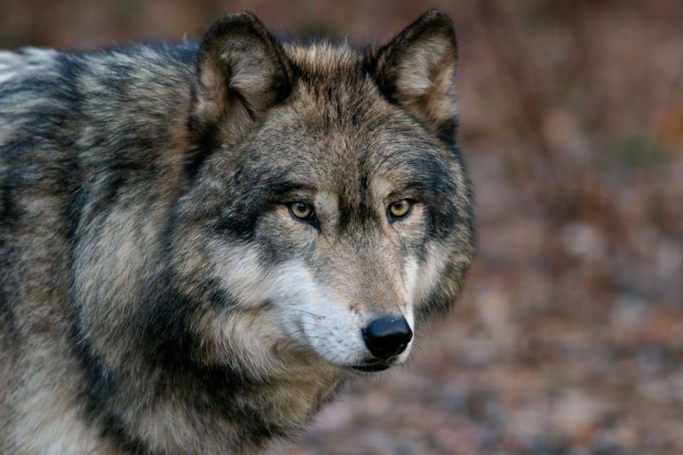 Norska jägare är missnöjda med vargpolitiken.