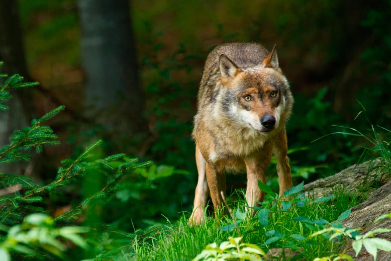Schweiz har plats för 150 vargar, tycker Reinhard Schnidrig, chef för miljödepartementets avdelning för vilda djur och biodiversitet.