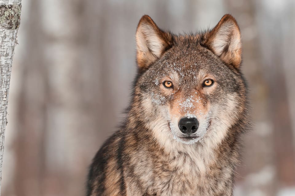 Förra vinterns licensjakt på varg i Värmland ligger fortfarande i rättssystemets kvarnar. Den ska avgöras av Högsta förvaltningsdomstolen.