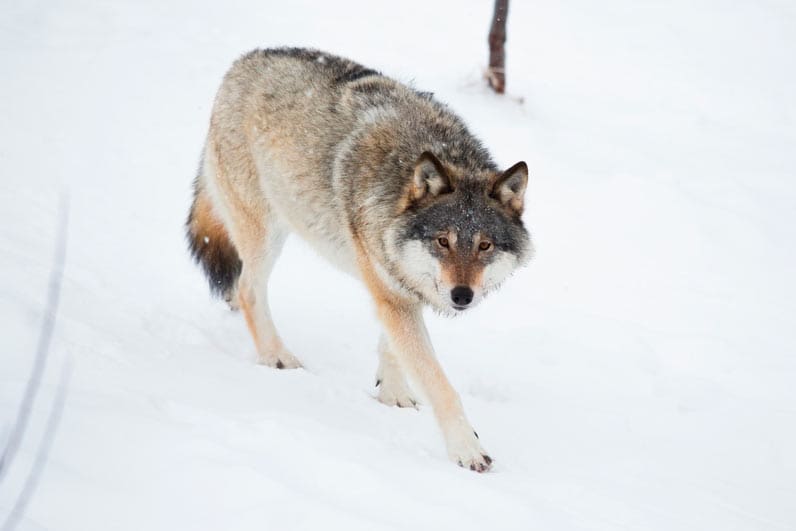 Fyra vargar har fällts i Jämtlands län under de senaste dagarna efter att länsstyrelsen fattat beslut om skyddsjakt.