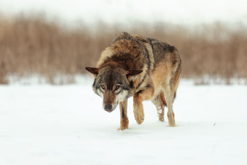 SVA har konstaterat att det var varg som dödade en jakthund i Sjundareviret i lördags.