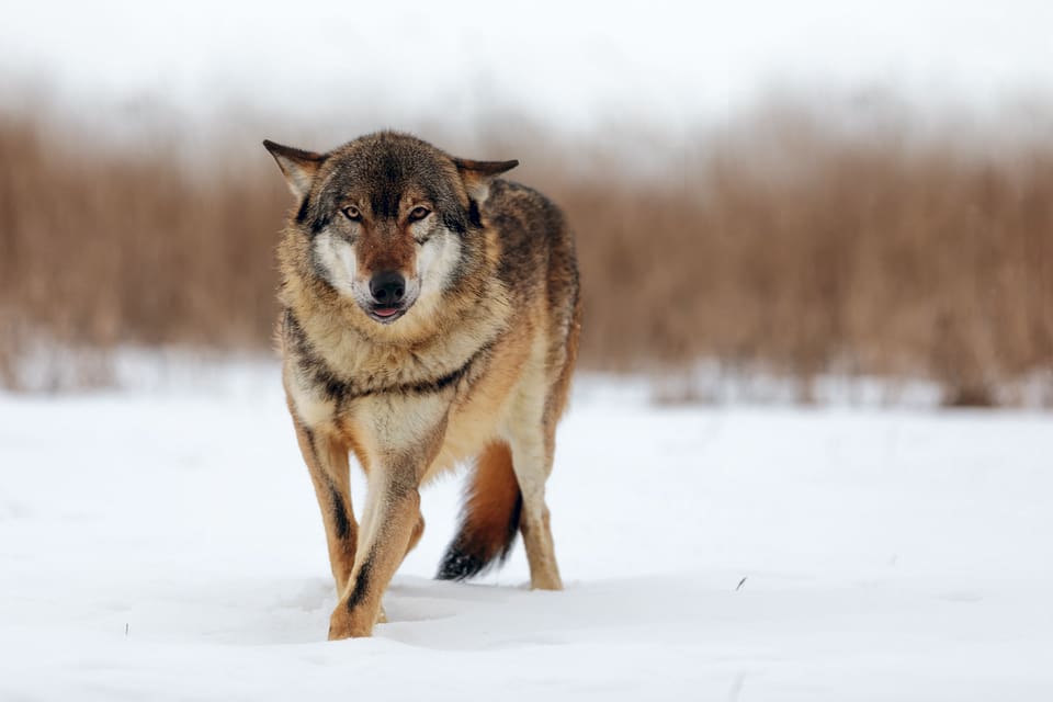 Nästan hälften av de tillfrågade i en norsk undersökning är rädda för att varg kommer att attackera människa.