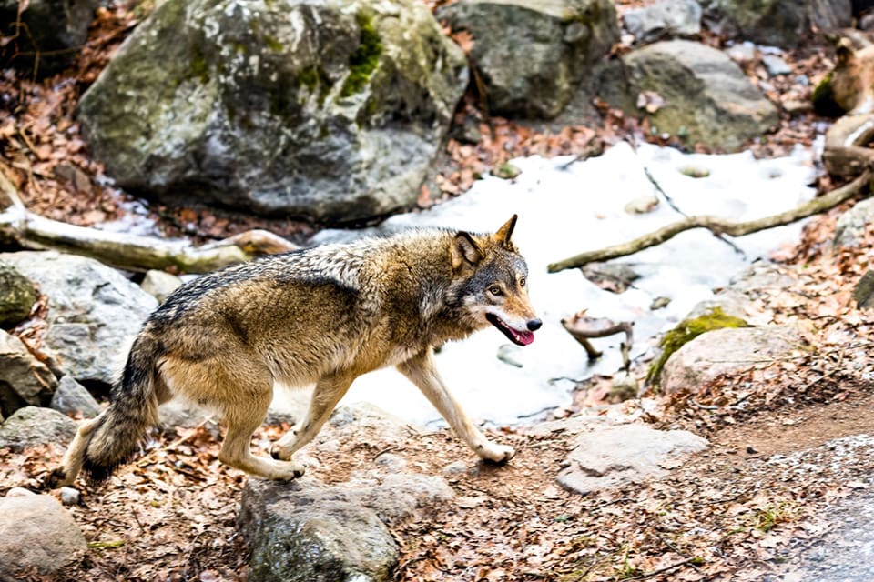 Britt Eklund såg en varg på fyra meters håll när hon och sonen gick med hunden längs en skogsväg. Länsstyrelsen menar att det vargen inte uppvisade ett onormalt beteende. (Arkivbild)