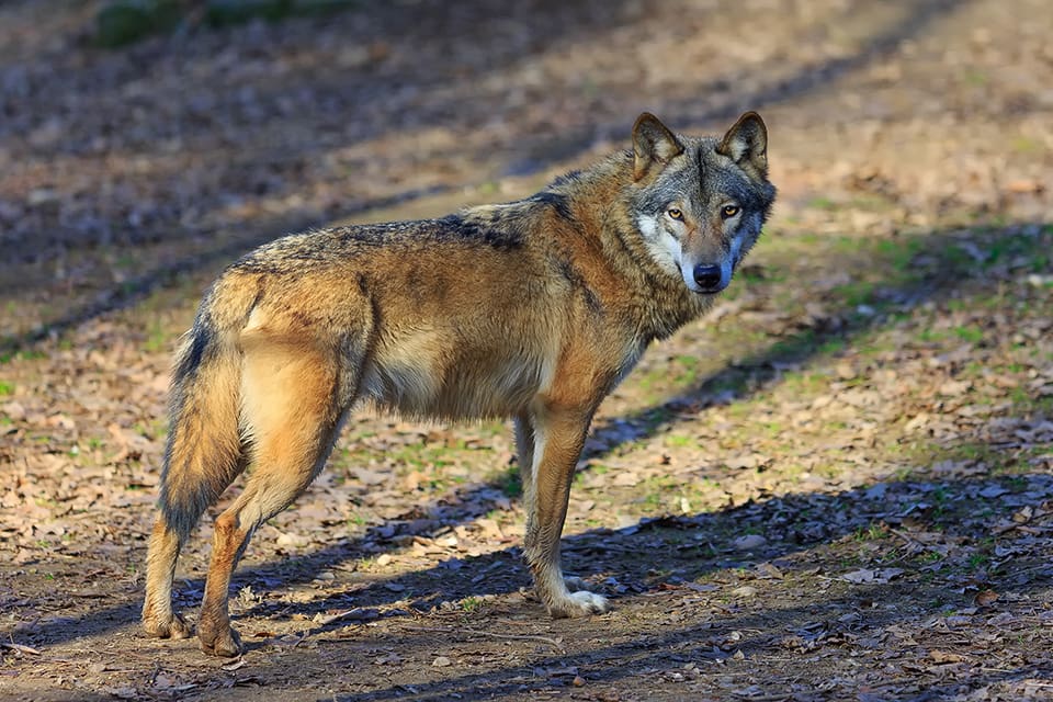 Vera Lundin mötte en varg på morgonpromenaden hemma i bohusländska Sannäs. (Arkivbild)