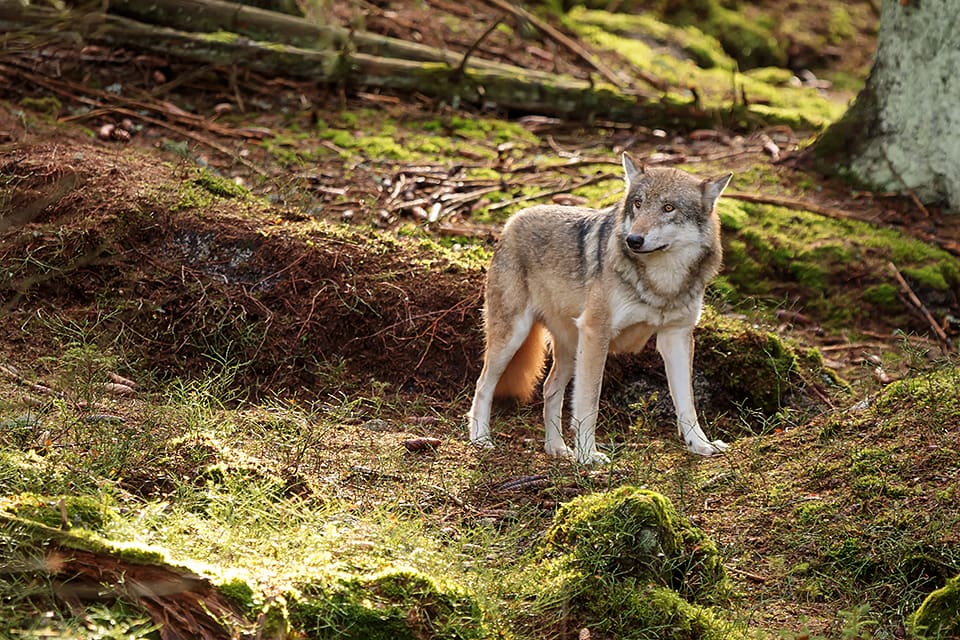 Norska rovviltsnämnder har beslutat att 36 vargar ska få fällas i höstens licensjakt.