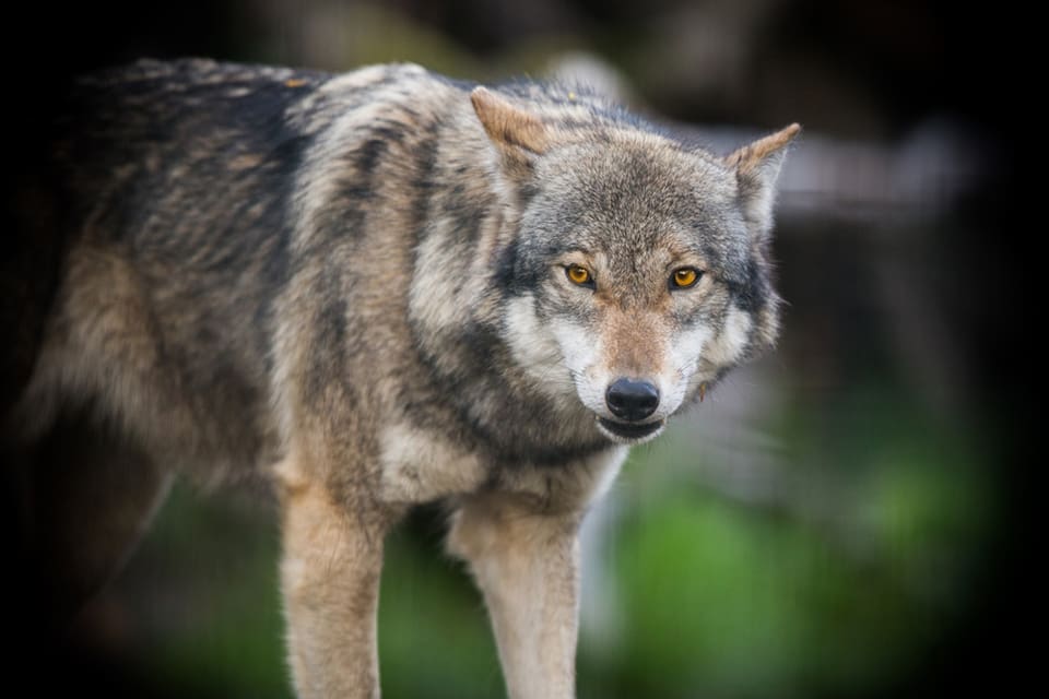 I lördags togs en kattunge av varg norr om Vallentuna, i samma område där en sällskapshund togs för drygt en vecka sedan. (Arkivbild)