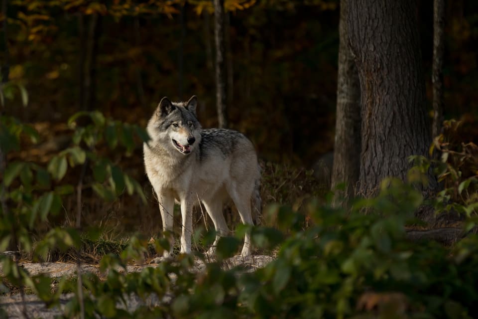 En varg kom in på skolgården vid Malmaskolan i Kolsva. Den skrämdes bort av skolungdomar. Nu ökas personaltätheten på skolgården. (Arkivbild)