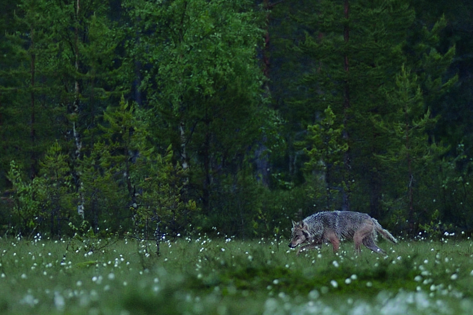 En norrman som har dömts för att ha skjutit en varg hävdar att vargen var uppfödd i Norge och utsläppt.