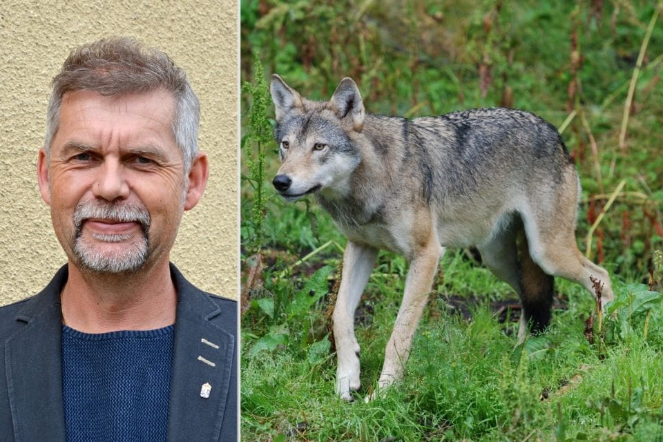 Martin Broberg är naturvårdshandläggare i Halland. Efter upprepade vargangrepp på får anser han att skyddsjakt är enda lösningen.