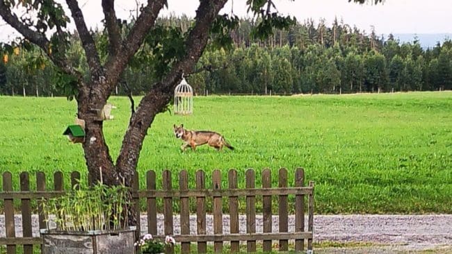Mitt i middagen springer plötsligt en varg precis utanför tomten hos en familj i Gislaved.