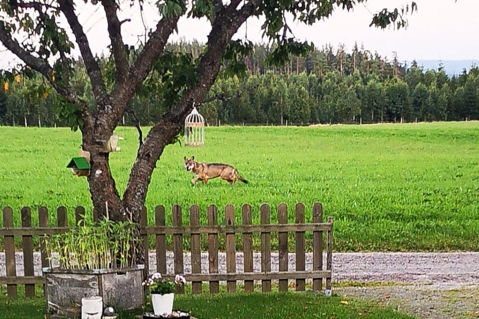 Mitt i middagen springer plötsligt en varg precis utanför tomten hos en familj i Gislaved.