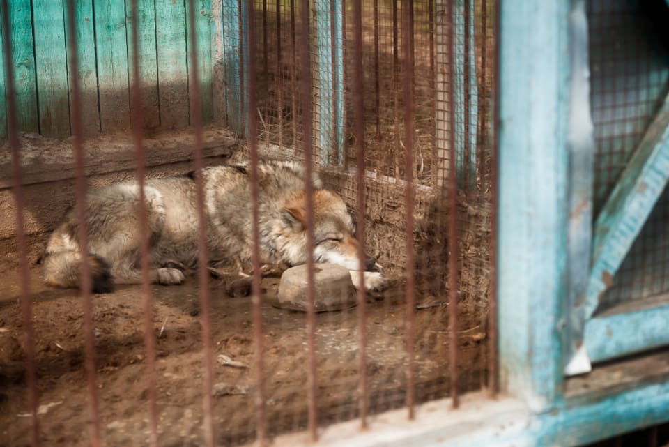 Polska och tyska vargexperter tror att den människoattackerande vargen har hållits i fångenskap.