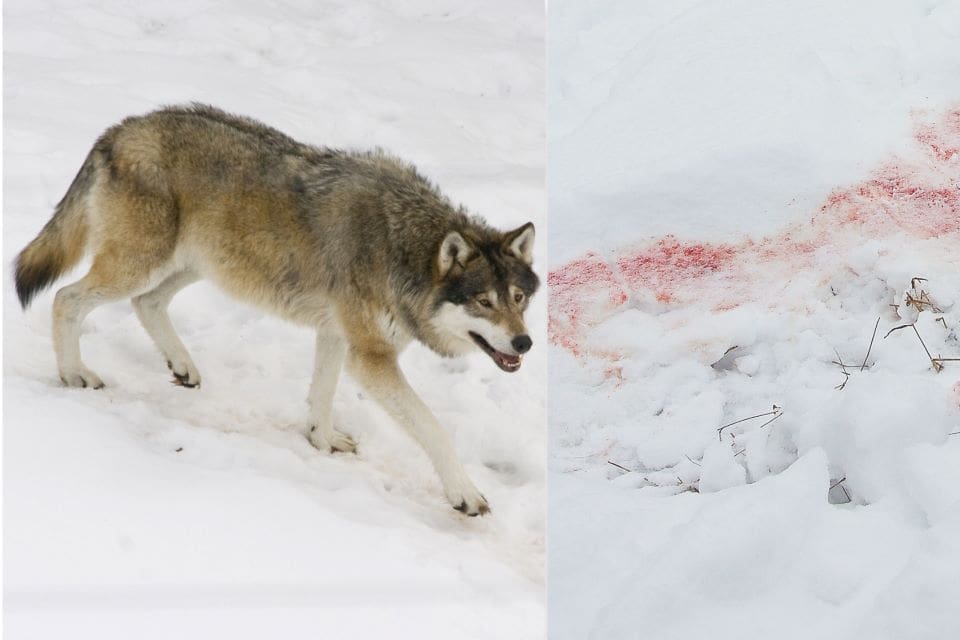 Döda renar och blodspår. Nu skyddsjagas den varg som stör rennäringen norr om Överkalix. (Arkivbilder)