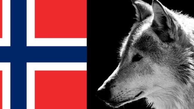 Norska Senterpartiets ungdomsförbund kräver att vargen utrotas i Norge