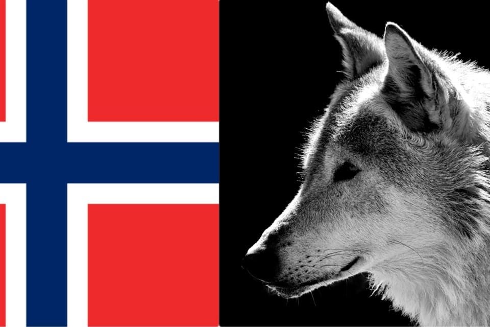 Norska Senterpartiets ungdomsförbund kräver att vargen utrotas i Norge